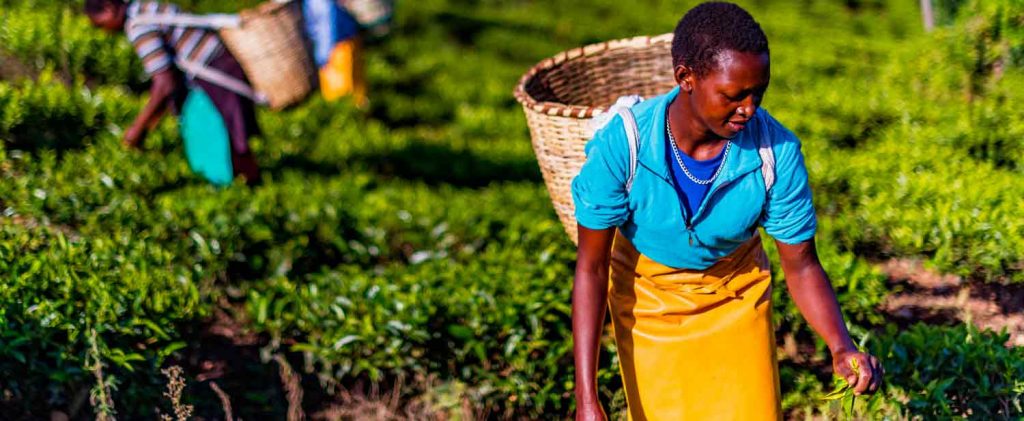 African Development Bank unveils strategy roadmap to safeguard food security against impacts of COVID-19 a1 farec covid19