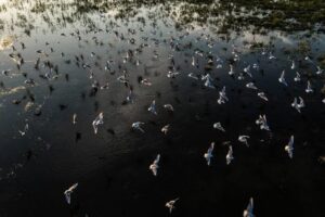 Hungary Takes Emergency Action to Protect UNESCO World Heritage Wetlands Amid Severe Drought images 6